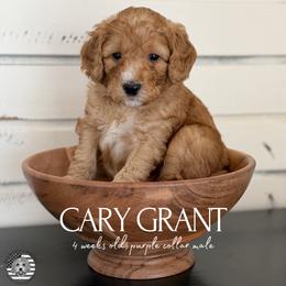 Cary Grant - Apricot male Goldendoodle puppy in San Jose, California from Red White and Doodle
