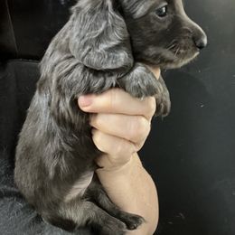 Diplodocus Boy 1 - Blue and cream male Dachshund puppy in Bigfork, Minnesota from Dachshunds Up North