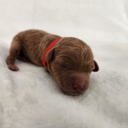 Red collar - Red  male Goldendoodle puppy in Webster, New York from Sacred Heart Doodles