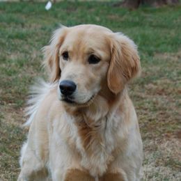 Eva - Golden Retriever