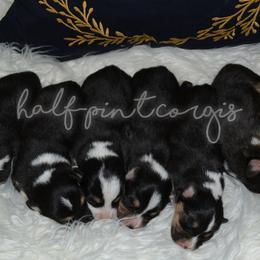 American Corgi and Pembroke Welsh Corgi Puppies from Half-Pint Corgis