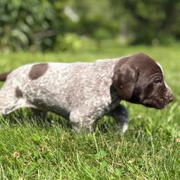 Boy 5 - Liver roan male German Shorthaired Pointer puppy in Equinunk, Pennsylvania from AHHA Kennels