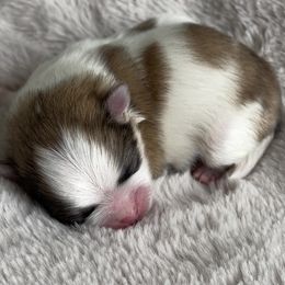 Bentley - Cream sable parti male Pomeranian puppy in Pavilion, New York from Calverton Pomeranians