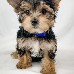 Dachshund, Great Dane, and Yorkshire Terrier Puppies from WZ Kennels