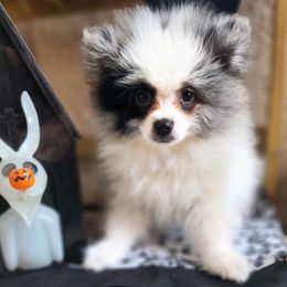 Boy 1 - Blue merle male Pomeranian puppy in Victorville, California from Star Kid Poms