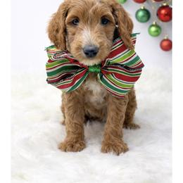 Waldo - Apricot male Goldendoodle puppy in State Road, North Carolina from Must Love Doodles