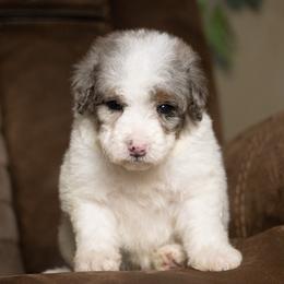 Tiramisu - Blue merle female Bernedoodle puppy in Youngstown, Florida from Wonderland’s Boujie Kennels