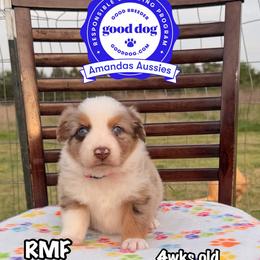 RMF Pink collar - Red merle female Australian Shepherd puppy in Greenville, Texas from Amandas Aussies