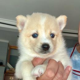Blanche - White female Pomsky puppy in Michigan from Blue Water Pomskies