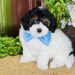 Bear - Black & tan tri-color male Maltipoo puppy in West Jordan, Utah from Doodles Friend