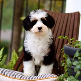Boy 2 - Bernedoodle puppy from GimiPup Doodles