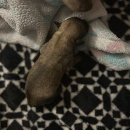 Chihuahua Puppies from Watts Hotmess Chihuahuas