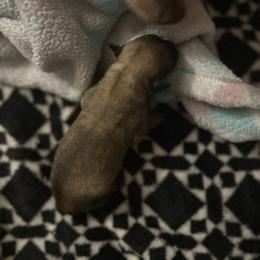 Chihuahua Puppies from Watts Hotmess Chihuahuas