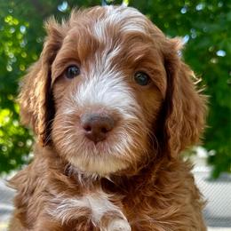 Texas Boy - Red male Bernedoodle puppy in Horseshoe Bend, Idaho from Over the Moon Poodles and Doodles