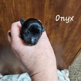 Onyx - Liver female Yorkshire Terrier puppy in West Plains, Missouri from Brinkley Yorkies