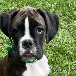 Boxers from Legends Creek Boxers