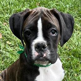 Boxers from Legends Creek Boxers