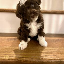Aussiedoodle Puppies from Kingsden Aussies and doodles