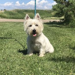 Daisy - West Highland White Terrier