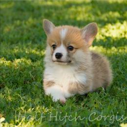 Cornbread - White and red male Pembroke Welsh Corgi puppy in Williams, California from Half Hitch Corgis