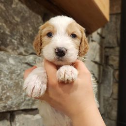 Goose - Parti male Goldendoodle puppy in Pollock Pines, California from Ten Acre Wood Doodles