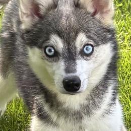 Rio - Gray and white female Alaskan Klee Kai puppy in Winthrop, Minnesota from Kayobi Shibas