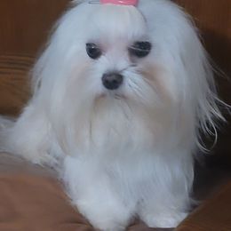 Lucy - Maltese