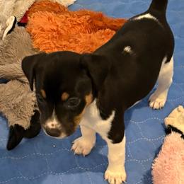 Athens - Black white and tan male Rat Terrier puppy in Savoy, Texas from Rockin EZ Rat Terriers