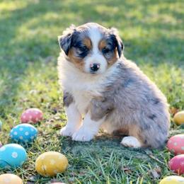 Robin - Blue merle female Australian Shepherd puppy in Howardsville, Virginia from Spectacular Aussies and Cavaliers