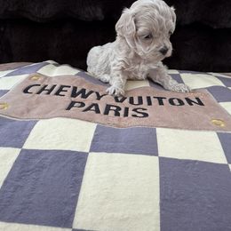 Yellow - Apricot female Maltipoo puppy in Fredericktown, Missouri from Doodle Pups Fur-Ever