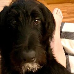 Lieutenant - Black Double Doodle puppy in Norfolk, Virginia from Móraí’s Doodles