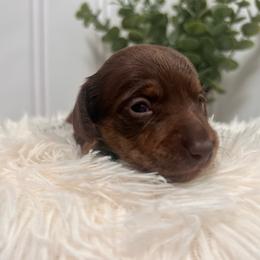 Female Two - Brindle female Dachshund puppy in Blackstone, Virginia from Cheyenne's Dachshunds