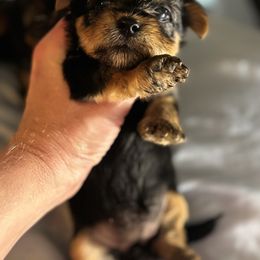Morkie and Yorkshire Terrier Puppies from DEJAVU PUPS