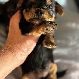 Morkie and Yorkshire Terrier Puppies from DEJAVU PUPS