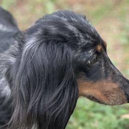 Dachshunds from 007 Dachshunds