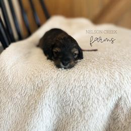 Parmesan - Black & tan female Maltipoo puppy in Huntsville, Texas from Nelson Creek Farms