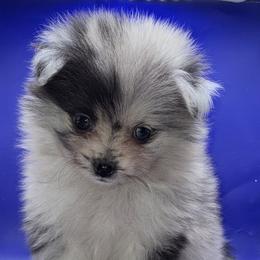Blue Eye blue Merle Boy 1 - Blue merle male Pomeranian puppy in Windham, Maine from New England Exotic Pomeranians