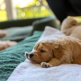 Goldendoodle Puppies from Jennifer's Canines