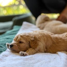 Goldendoodle Puppies from Jennifer's Canines