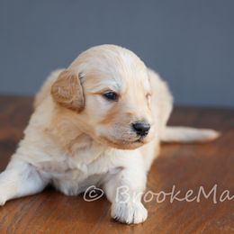 Bernedoodle and Goldendoodle Puppies from BrookeMarie’s Goldendoodle Love