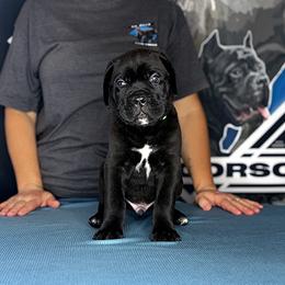 Lite Green Black Male 6wk - Black male Cane Corso puppy in Linden, Texas from Da Boyz Cane Corso