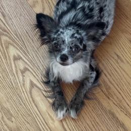 Cinder - Chihuahua