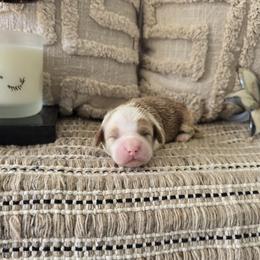 Cara - Red  female Goldendoodle puppy in Floyd, Virginia from Hearts and Paws Poodles and Doodles