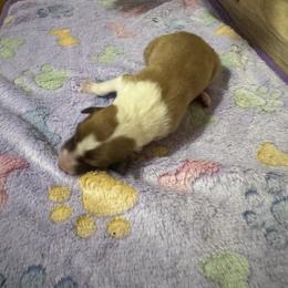 Girl 2 - female Scottish Collie puppy in Newcastle, Wyoming from 7K Collies
