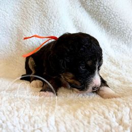 Mocha (Orange) - Tri-color male Bernedoodle puppy in Rockwall, Texas from Glory Doodles