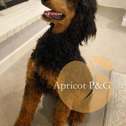 Goldendoodle and Poodle All Grown Up from Apricot Poodles & Goldendoodles