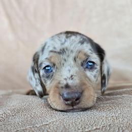 Amelia - Dapple female Dachshund puppy in Signal Mountain, Tennessee from Hot Diggity Doxens