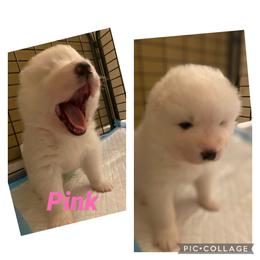 Samoyed Puppies from Sweet T's