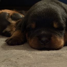 Baracuda - Black and mahogany female Rottweiler puppy in Kinston, North Carolina from Domov Kartelu Rottweilers