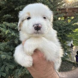 Clover - Blue merle female Australian Shepherd puppy in Star, Idaho from Star Aussies